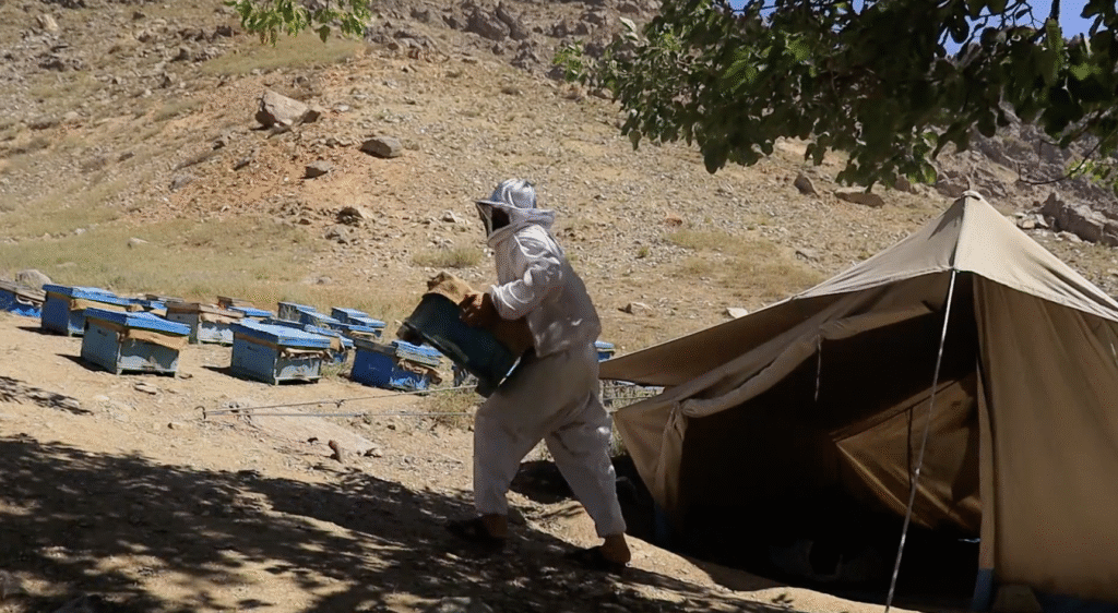 Beekeeping documentary, beekeeper at the hives