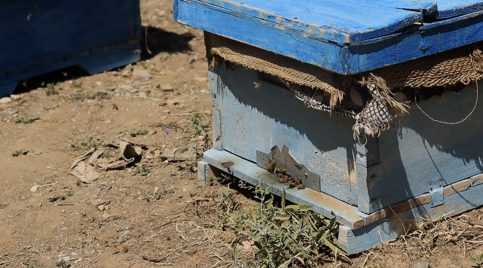 Beehives in the countryside, scene 6