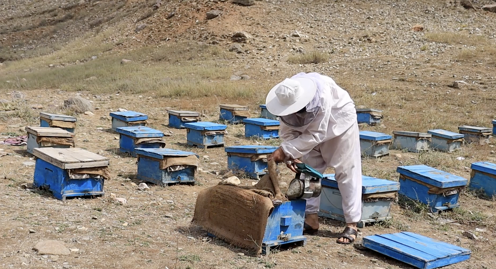 Beehives in the countryside, scene 3