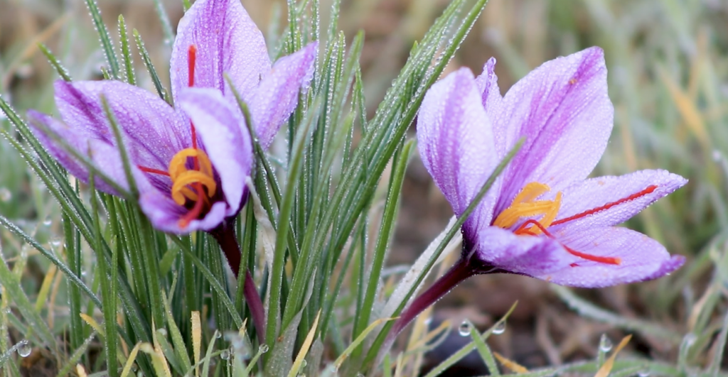 Saffron documentary, crocus flowers in bloom